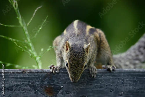 Indian Palm Squirrel or Three-striped palm squirrel , Funambulus Palmarum, Sciuridar Rodent Species with green nature background , Found in India and Sri Lanka photo