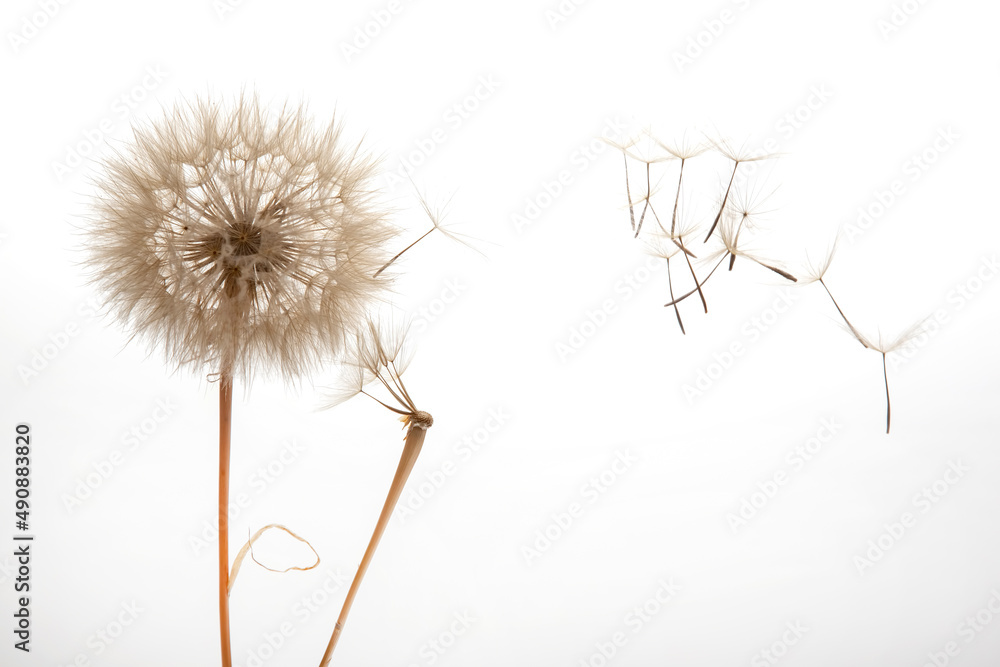 dandelion seeds fly from a flower on a light background. botany and bloom growth propagation.