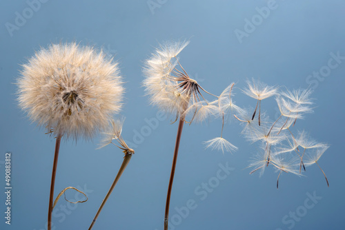 Dandelion seeds flying next to a flower on a blue background. botany and the nature of flowers © photosaint
