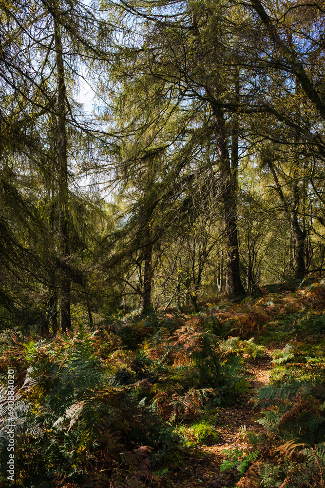 autumn in the forest autumn in the forest