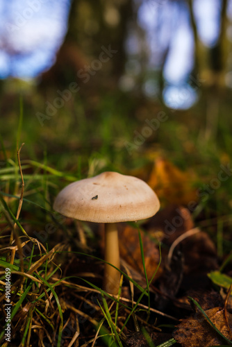 mushroom in the forest © michael