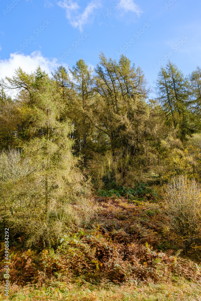 Fototapeta premium forest in autumn