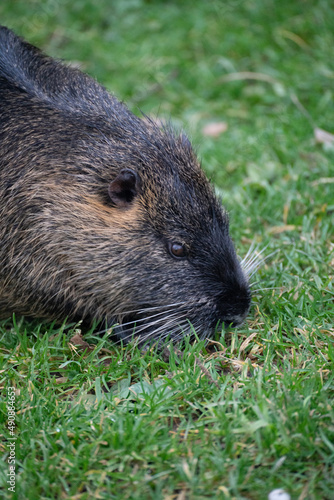 Wallpaper Mural Nutrias auf Futtersuche
 Torontodigital.ca
