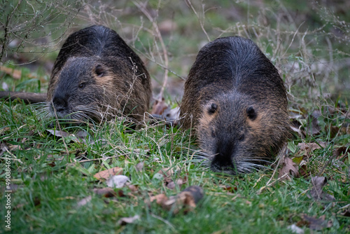 Wallpaper Mural Nutrias auf Futtersuche
 Torontodigital.ca