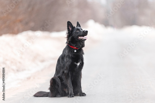 Black shepherd dog runs beautifully along the road