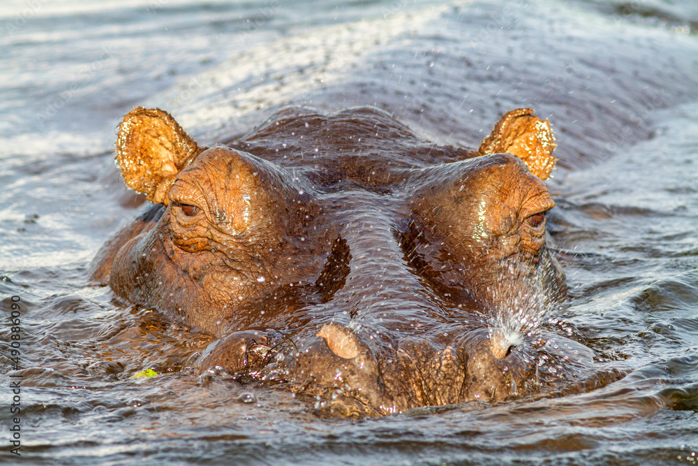 Fototapeta premium Flußpferd