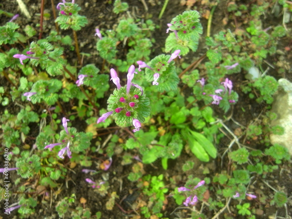 冬の野原の花咲くホトケノザ 冬の野原の花咲くホトケノザ