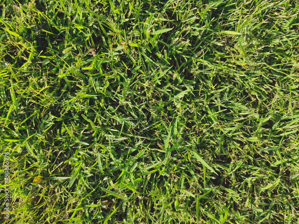 green grass background green grass background