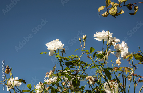 white flowers at a rose shrub in summer