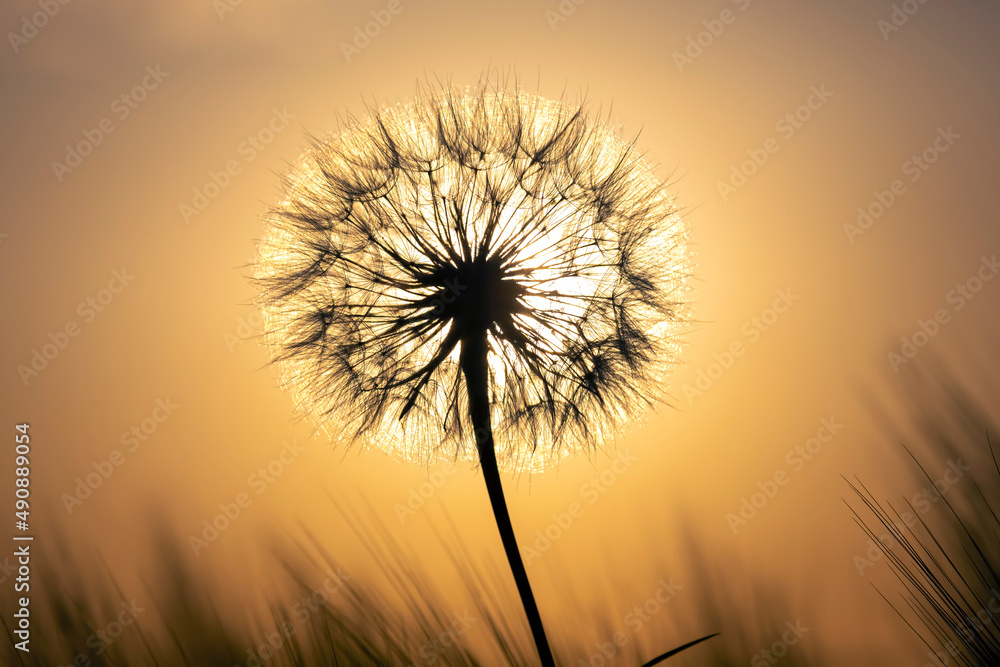 Fototapeta premium Silhouette of a dandelion flower in the backlight with drops of morning dew. Nature and floral botany