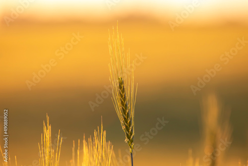 spikelets of wheat on the field close-up in sunbeams. agriculture and agroindustry