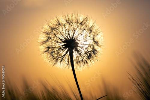 Silhouette of a dandelion flower in the backlight with drops of morning dew. Nature and floral botany