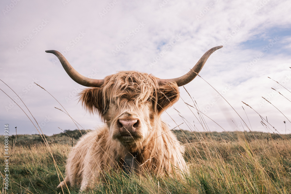 scottish highland cow - obrazy, fototapety, plakaty 