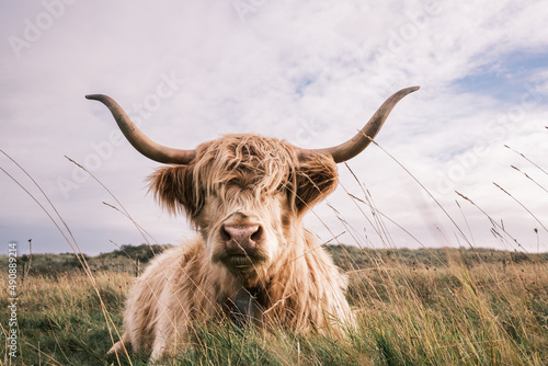 Foto scottish highland cow