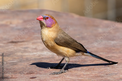 Close-up of one violet-eared waxbill on the ground photo
