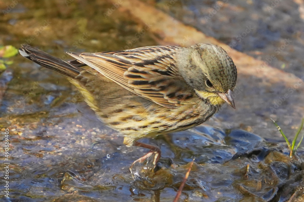 Fototapeta premium アオジ
