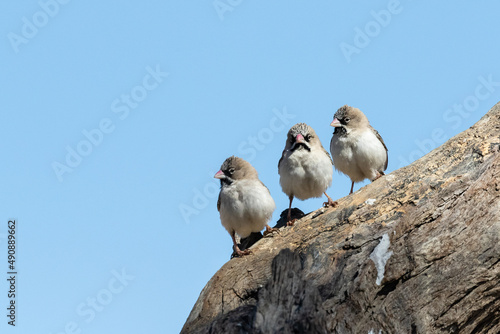 Canvas Print Three scaly-feathered finches on a branch with a clear blue sky background