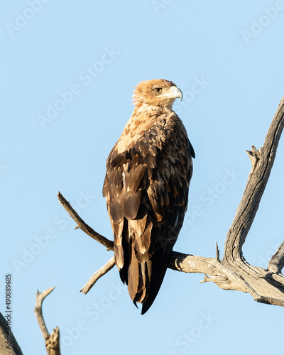 One tawny eagle sitting on a branch with a clear blue sky background