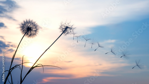 Dandelion seeds are flying against the background of the sunset sky. Floral botany of nature