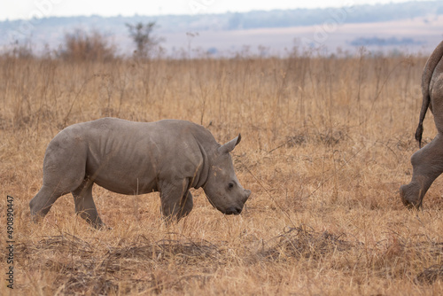 Cute White Rhino Calf, South Africa