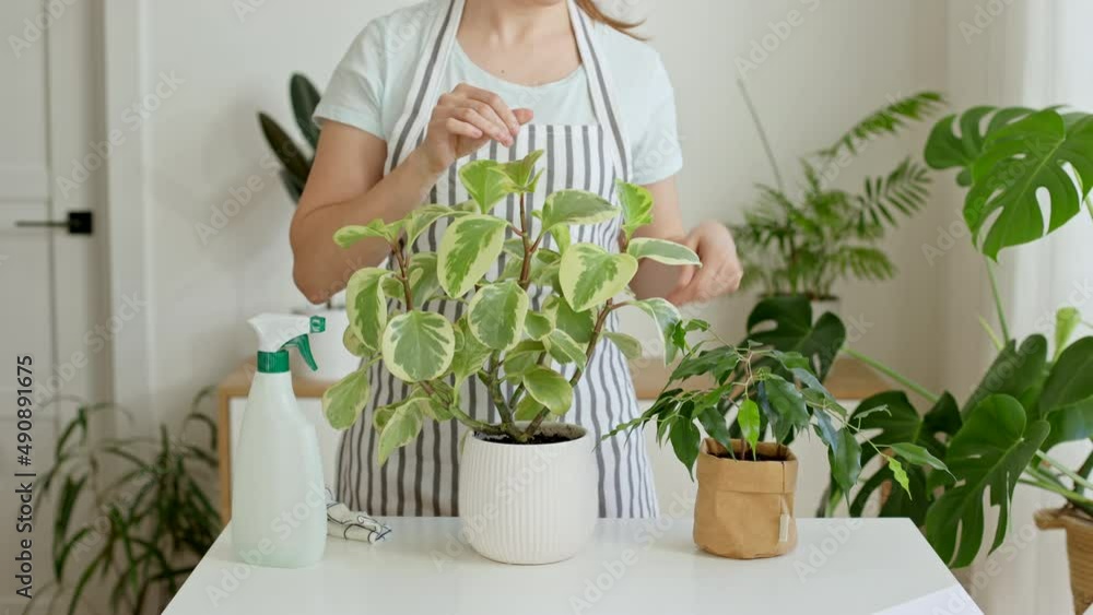 Close-up woman florist hands cleaning peperomia leaves with wet sponge. Springtime to care and watering plants. Houseplants care concept. Housework and domestic life. Close-up woman florist hands cleaning peperomia leaves with wet sponge. Springtime to care and watering plants. Houseplants care concept. Housework and domestic life.