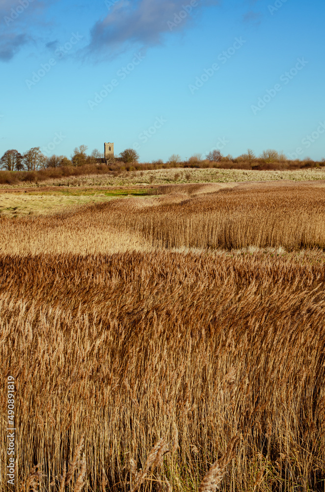 Fototapeta premium Golden Grass 