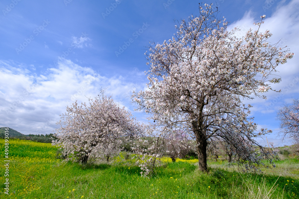 Almond trees with pink-white blossoms. Spring arrival scene. Almond trees with pink-white blossoms. Spring arrival scene.