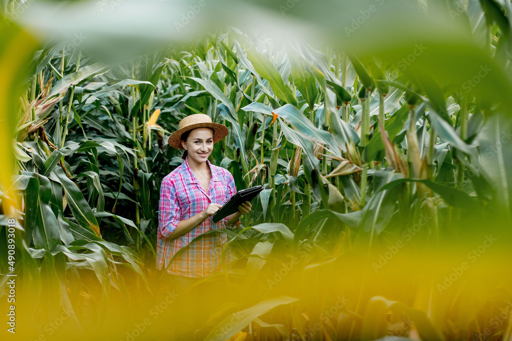 Farmer or an agronomist inspect a field of corn cobs. The concept of agricultural business. Agronomist with tablet checks the corn cobs. Farmer or an agronomist inspect a field of corn cobs. The concept of agricultural business. Agronomist with tablet checks the corn cobs.