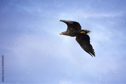 eagle in flight © Мария Быкова