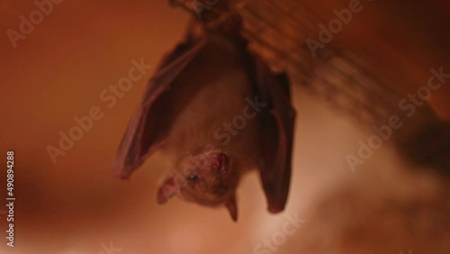 Microbat hanging upside down. Microchiroptera.