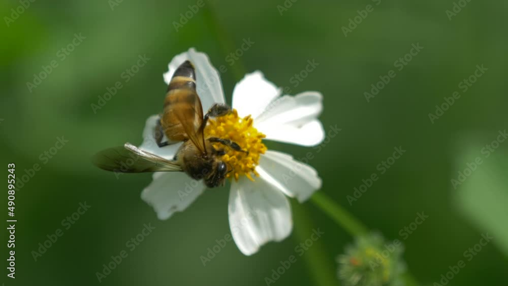 Bee Resting on Small White Flower in Nature Close-Up Bee Resting on Small White Flower in Nature Close-Up