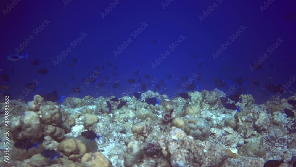 underwater view of stones on bottom and local fish swim among there. Maldives underwater view of stones on bottom and local fish swim among there. Maldives