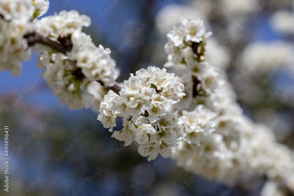 Flores brancas de uma arvore de amêndoas