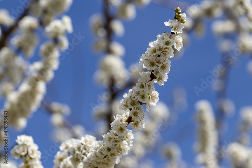 Flores brancas de uma arvore de amêndoas
