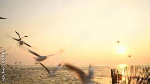 4k panning shot natural coast's view during sunset and wildlife scene of flying and walking seagull bird at Bangpoo recration center in Samutprakarn.This is famous torist spot and mangrove forest area photo