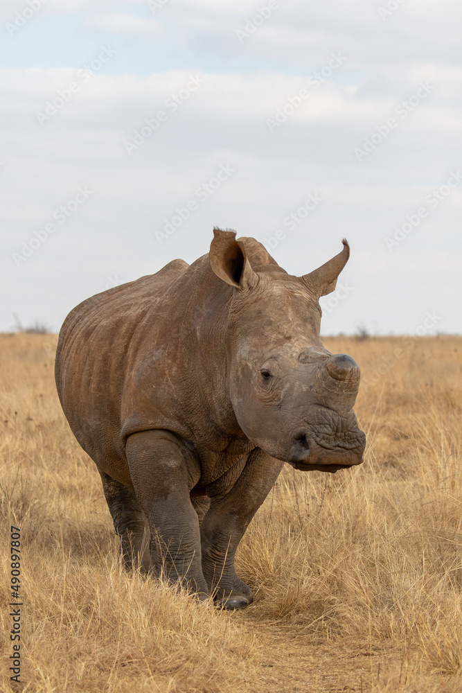 Fototapeta premium Dehorned White Rhino, South Africa