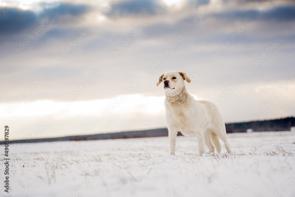 Winter dog outdoors. Majestic labrador snow mongrel against dramatic sky.
The concept of freedom.