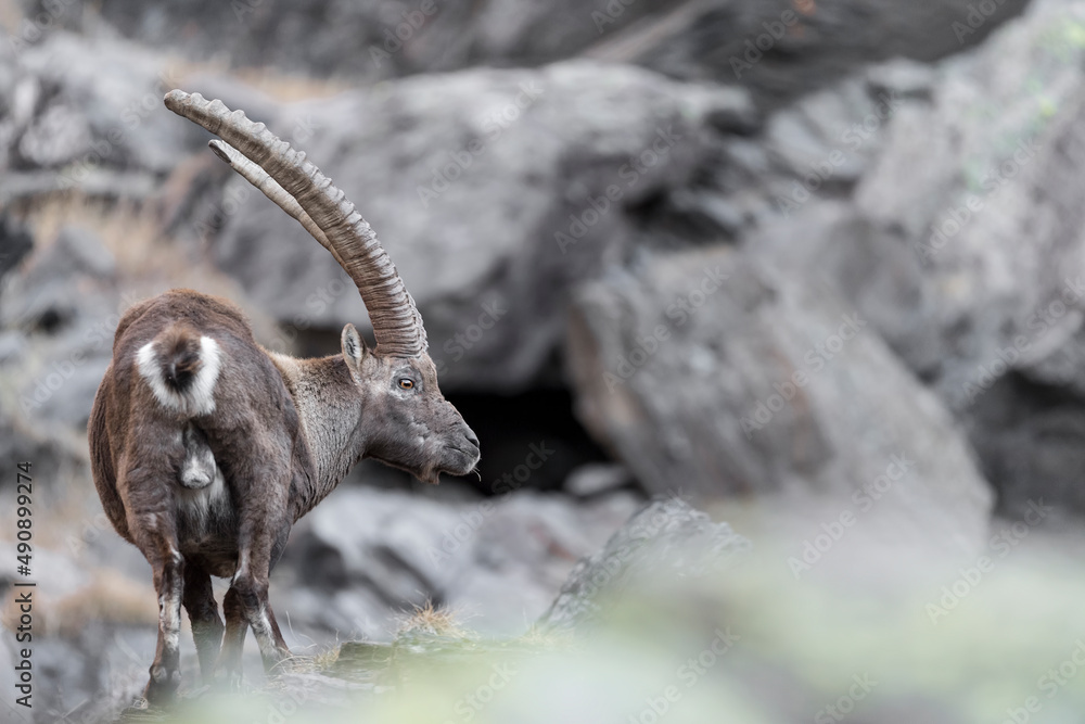The wonderful Ibex, fine art portrait of male (Capra ibex) The wonderful Ibex, fine art portrait of male (Capra ibex)
