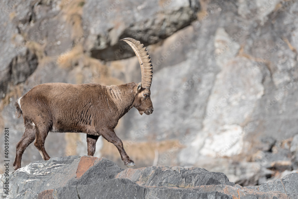 Walking on the rocks, the mighty Ibex mountain (Capra ibex)