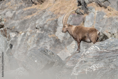 Alpine ibex on the rock in sunny day (Capra ibex) © manuel