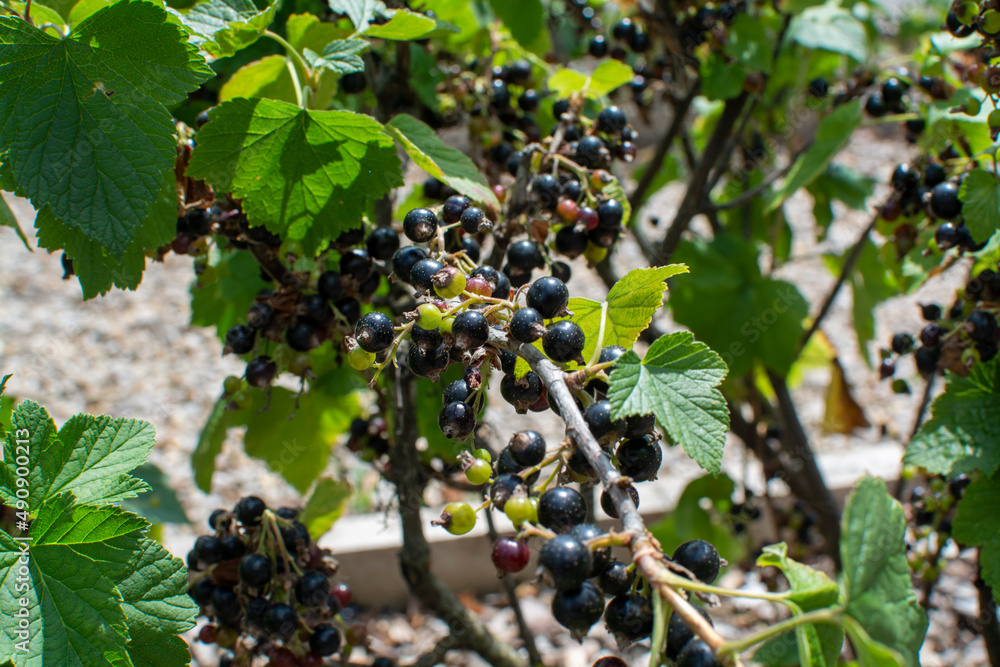 Royal de Naples old variety of black currant berries using for making sweet cassis liqueur in Burgundy, France