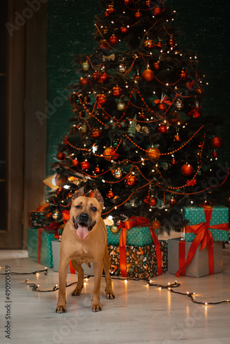 staffordshire terrier disabled dog christmas
