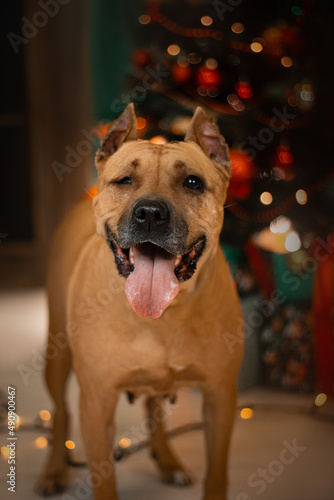 staffordshire terrier disabled dog christmas
