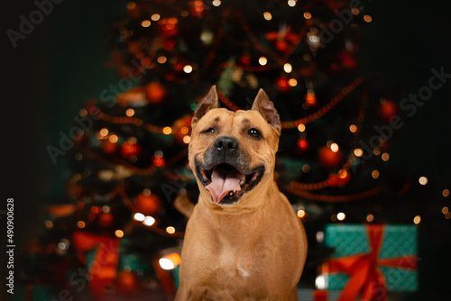 staffordshire terrier disabled dog christmas