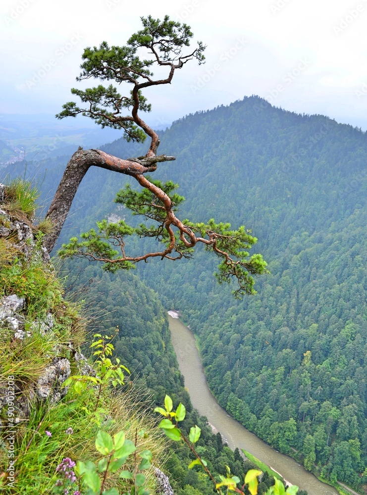 Rzeka Dunajec, Pieniński Park Narodowy, woda, zieleń, Rzeka Dunajec, Pieniński Park Narodowy, woda, zieleń,