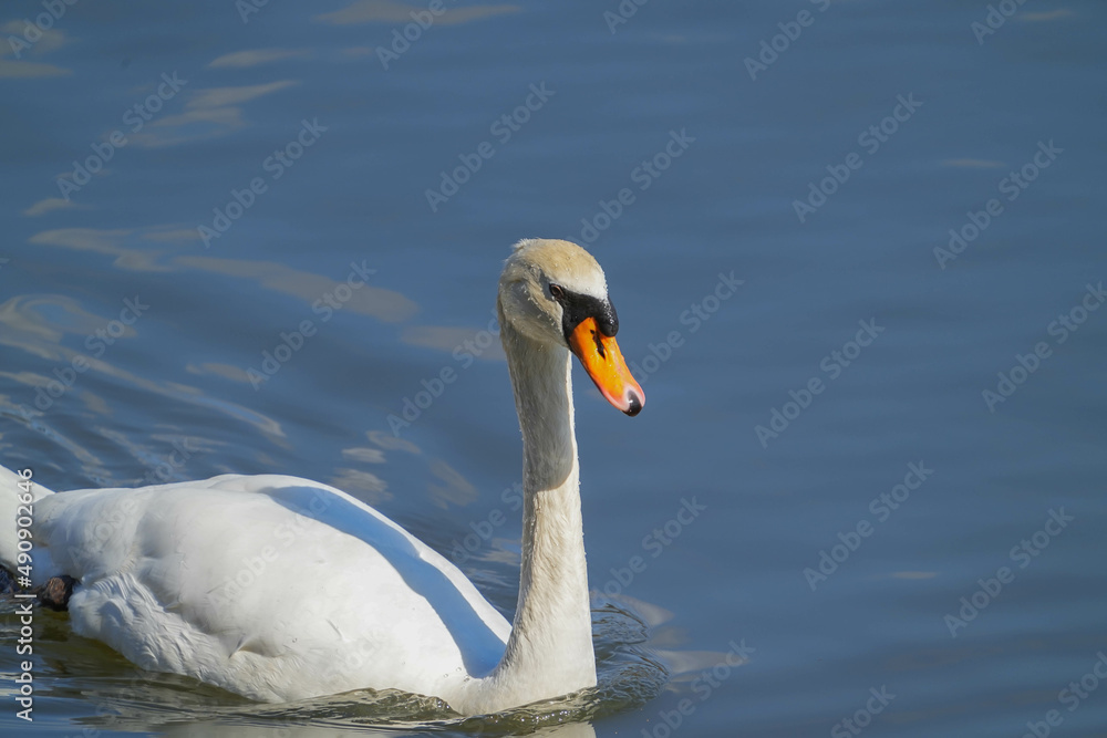 Obraz premium コブハクチョウ