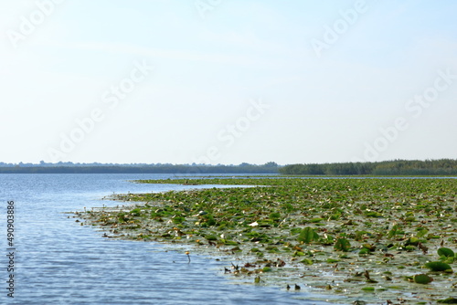 Little Yellow Waterlily in Danube Delta