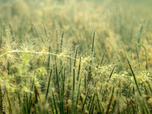 Bladdewort water plant over lake quillwort growing on lake bottom photo