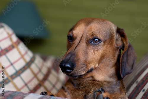Mi perro teckel posando relajado ante la cámara fotográfica © Matias