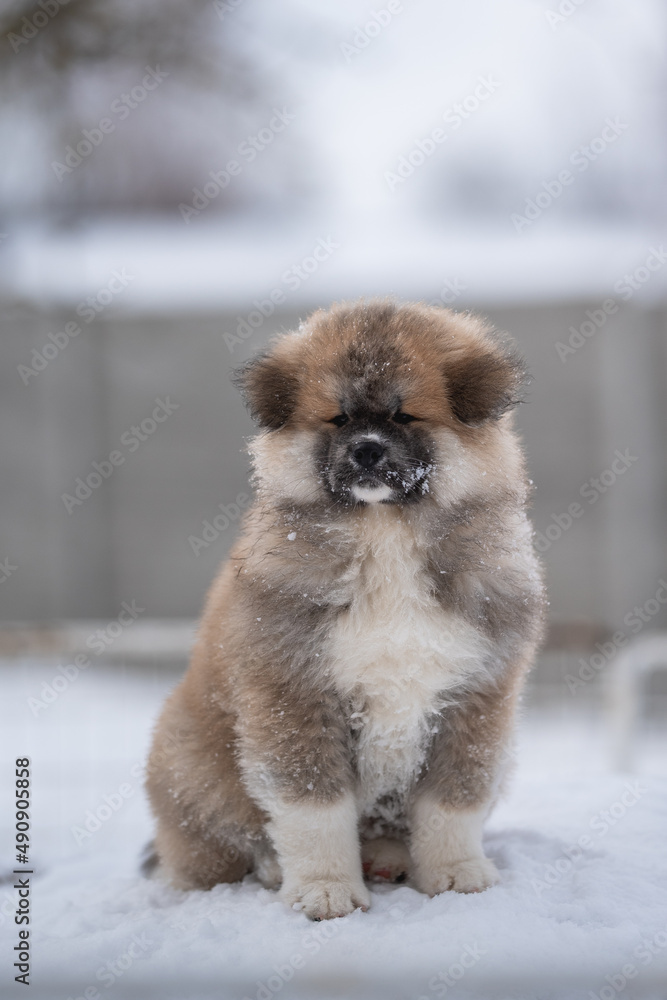 Winter portrait of a cute fluffy akita inu puppy dog